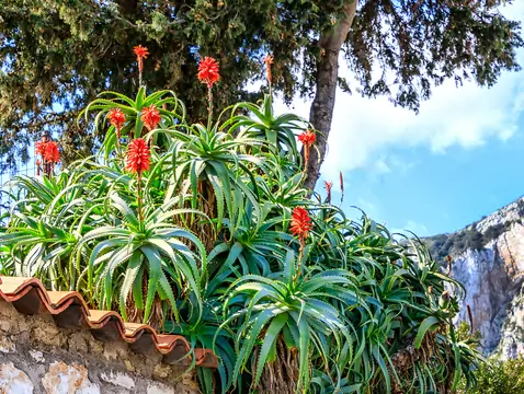 Ukojenie i naturalna regeneracja. Aloes w trosce najdelikatniejsze strefy ciała